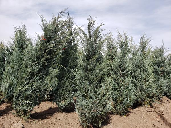 Introduction to Juniper Trees